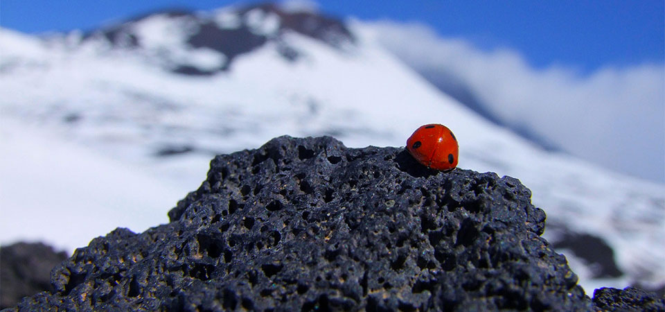 Escursione sull'Etna di mezza giornata al mattino da Taormina