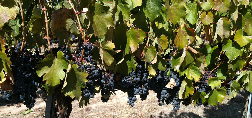 Wine Tasting Tour from Taormina